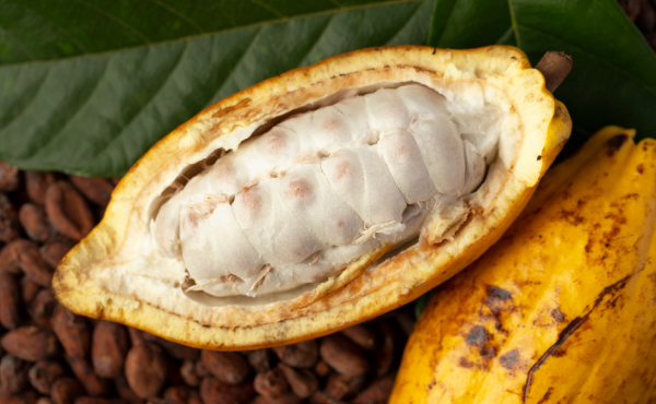 カカオ豆はフルーツ