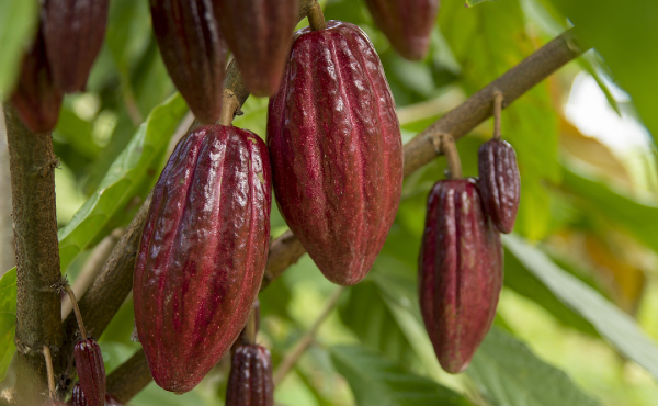 カカオ豆