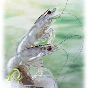 天使の海老（1kg）